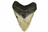 Fossil Megalodon Tooth - North Carolina #146848-1